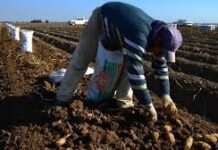 Reforma laboral: los cambios que se proponen para el sector agropecuario