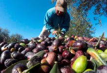 Came respaldó la prórroga de la compatibilidad de planes sociales con trabajo rural registrado