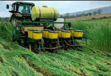 Siembra en verde: estrategia para mejorar la salud del suelo en años húmedos