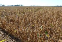 Argentina exportó 40 millones de toneladas de soja y el mercado busca equilibrio entre precios y divisas