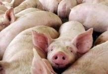 Triquinosis: ¿De qué se trata y cómo se previene?