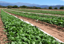 Récord en la emisión de warants en los primeros 10 meses del año