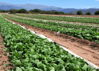 Récord en la emisión de warants en los primeros 10 meses del año