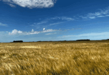 Campaña récord de trigo: el Inta anticipa rindes históricos