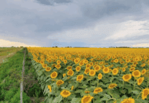 El girasol y los fundamentals que forman su precio interno