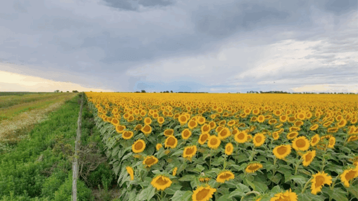 Girasol-Cordoba