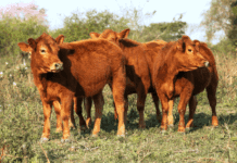 El productor se enfrenta a un nuevo escenario político a la hora de definir la reposición de vientres