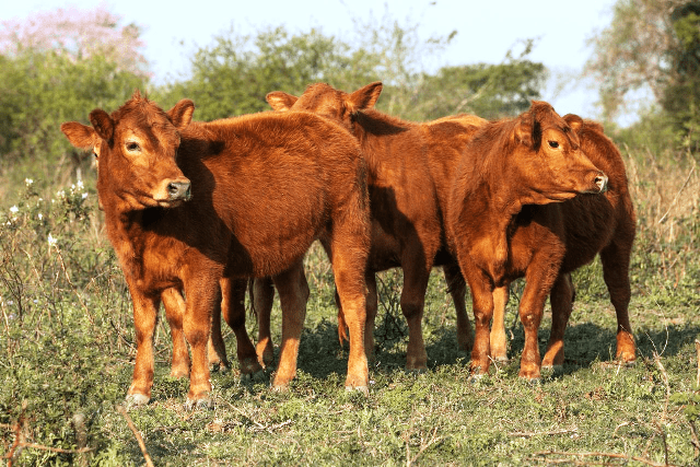 TERNERAS-LIMANGUS-COLORADAS