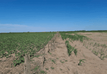 Cómo La Niña puede afectar los precios de las materias primas