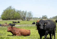 Tristeza bovina: en Entre Ríos toman más medidas para frenar el avance de la garrapata
