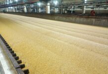 La industria cervecera espera una campaña de cebada récord y alerta por el cuidado en la poscosecha