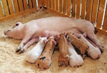 El valor de la fibra en la dieta de las cerdas