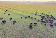 Drones en la ganadería: un aliado para aprovechar mejor cada hectárea