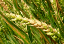Con herramientas de predicción, monitorean enfermedades en trigo