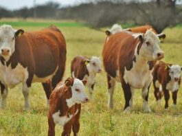 El sector de la ganadería de carne cerrará el año con más 20.000 mill/dol de inversión