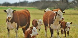 El sector de la ganadería de carne cerrará el año con más 20.000 mill/dol de inversión