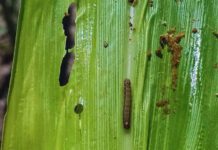 Advierten sobre ataques tempranos de gusano cogollero en maíces