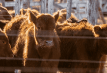 Más de U$S 1.000 millones: los créditos al sector ganadero confirman el buen momento de la actividad