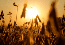 La eliminación temporal de retenciones impulsó récords de ventas y subas en el precio de la soja