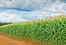 Predomina la ausencia de la chicharrita en toda la región maicera