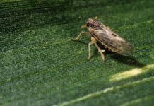 Chicharrita: Escenario muy prometedor para el maíz en noviembre