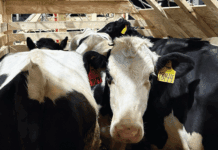 Argentina volvió a importar toros Holstein desde Estados Unidos luego de 23 años