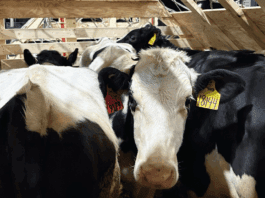 Argentina volvió a importar toros Holstein desde Estados Unidos luego de 23 años