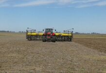 El girasol avanza firme: ya se sembró el 63% del área proyectada en el país