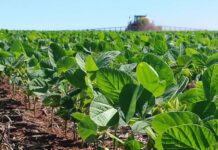 ¿Qué ocurrió en la campaña 2016/17 y por qué se espera que la 2025/2026 sea similar?