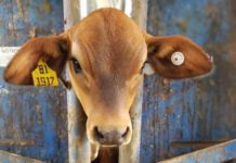 Nuevo marco regulatorio para la identificación electrónica obligatoria del ganado