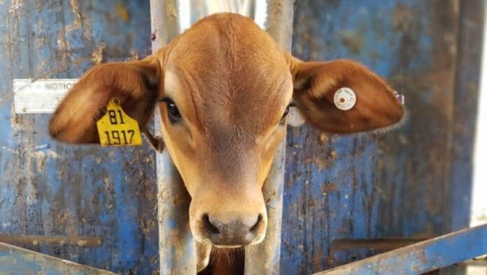 ternero-identificacion