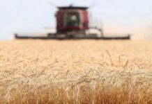 Advierten que los rindes excepcionales del trigo tendrán impacto negativo en la calidad panadera