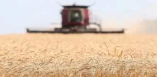 Advierten que los rindes excepcionales del trigo tendrán impacto negativo en la calidad panadera