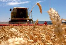 En trigo se están dando rindes de hasta 6.500 quintales