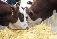 El 2025 será el año de la ganadería argentina con márgenes históricos