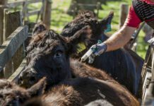 Modelos sanitarios en revisión: experiencias y costos de la vacunación contra la aftosa en Sudamérica