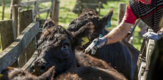 Modelos sanitarios en revisión: experiencias y costos de la vacunación contra la aftosa en Sudamérica