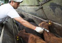 Confirmaron el cronograma de vacunación 2026 para las campañas contra la fiebre aftosa