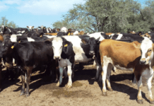 El Gobierno creó el Sistema Integral de Faena