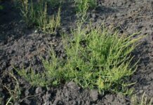 EE.UU.: el amaranto acuático rompe el férreo control del glufosinato