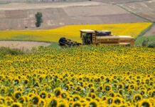 La Bolsa de Cereales ratifica una producción de girasol superior a los 5M/tm