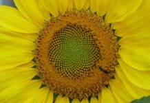 Argentina aumentó su participación en el comercio mundial de aceite de girasol