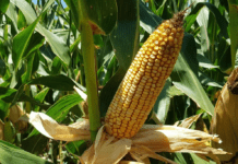 Auspiciosos rendimientos iniciales en la cosecha de maíz temprano