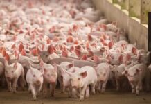 La cadena porcina busca un plan para exportar más: “Es el motor que falta para pensar en un crecimiento sostenible”