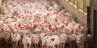 La cadena porcina busca un plan para exportar más: “Es el motor que falta para pensar en un crecimiento sostenible”