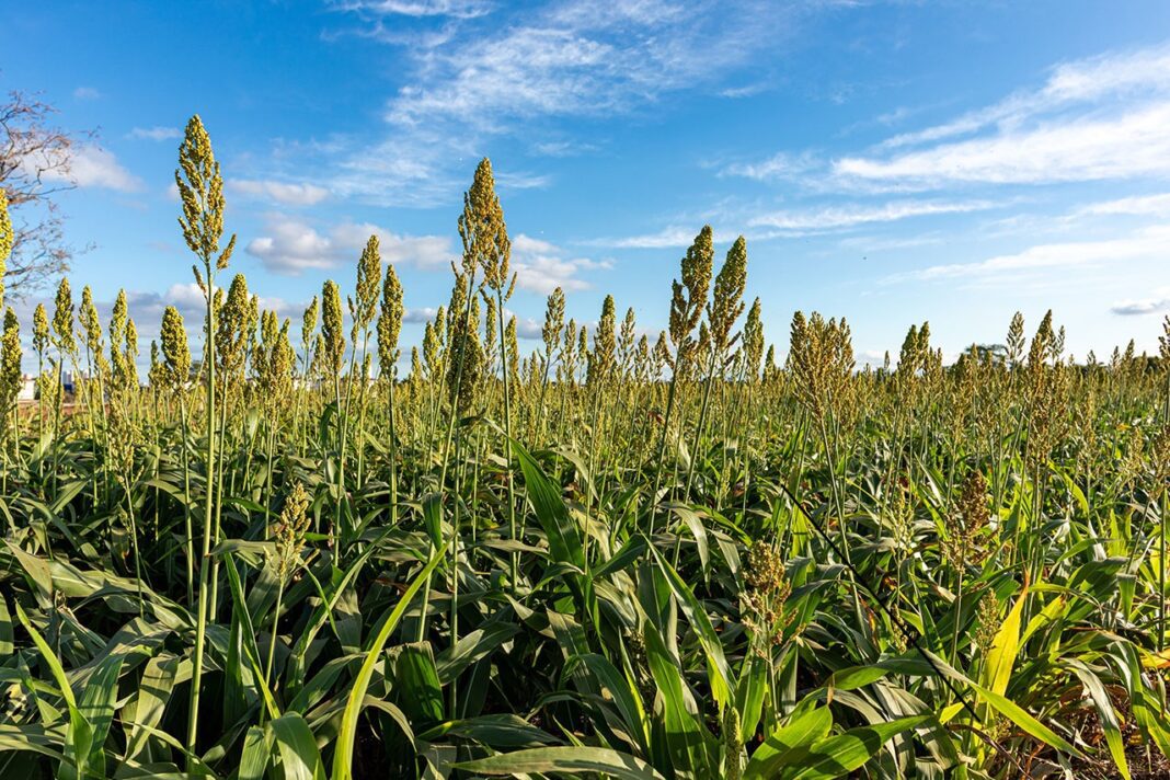 La siembra de sorgo avanza con buen ritmo pese a las lluvias en el ...
