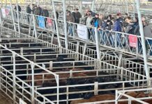 La suba en el precio de la carne parece no tener techo, el kilo vivo alcanzó a $5.500