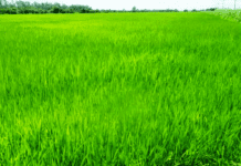 El INTA da un paso estratégico para mejorar variedades comerciales de arroz