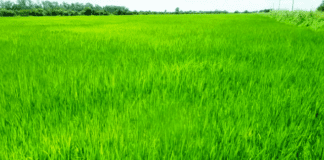 El INTA da un paso estratégico para mejorar variedades comerciales de arroz