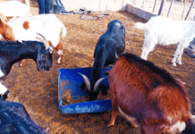 Suplementación estratégica para cabras en zonas áridas